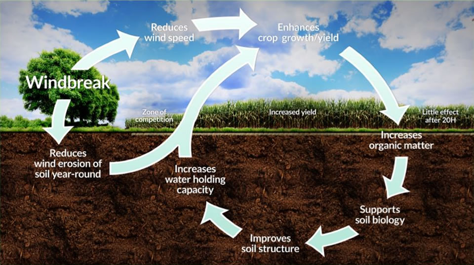 Mastering Crop Rotation Techniques: Enhancing Soil Health and Yields